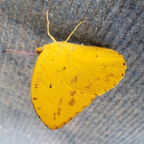 yellow butterfly