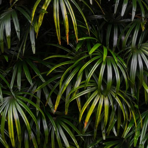 Palm leaves in the forest