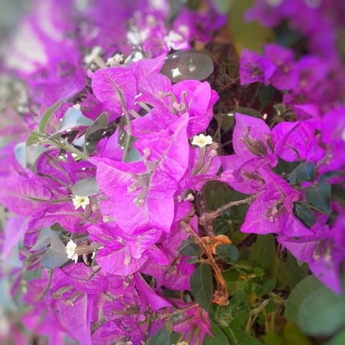Purple flowers