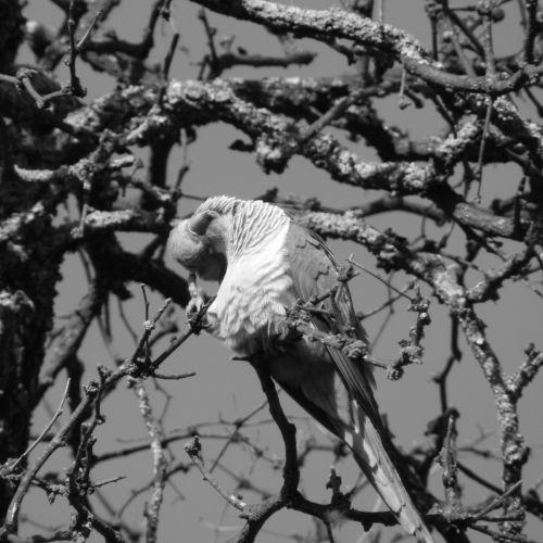 Mundo Aves