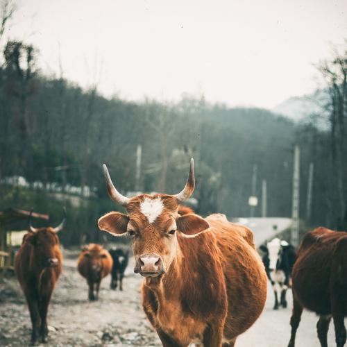 Curious Cow