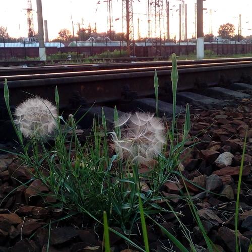 Fluff and iron