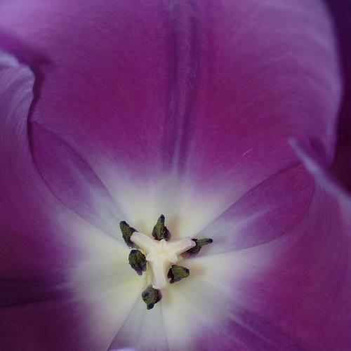 6 monks in the tulip
