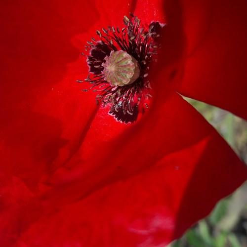 Red flower