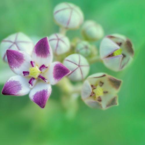 lifecycle of a flower