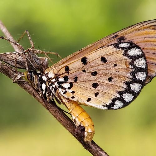 Spider to butterfly