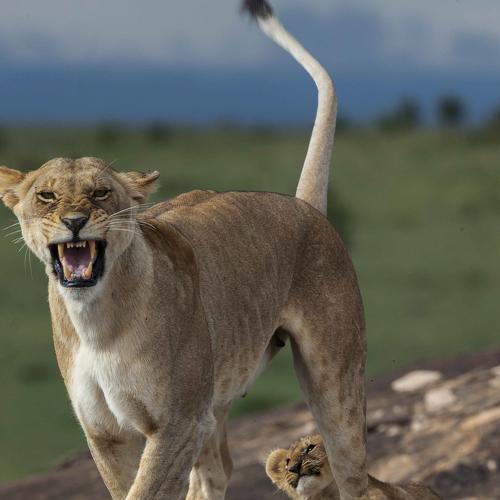 Photo #3245811