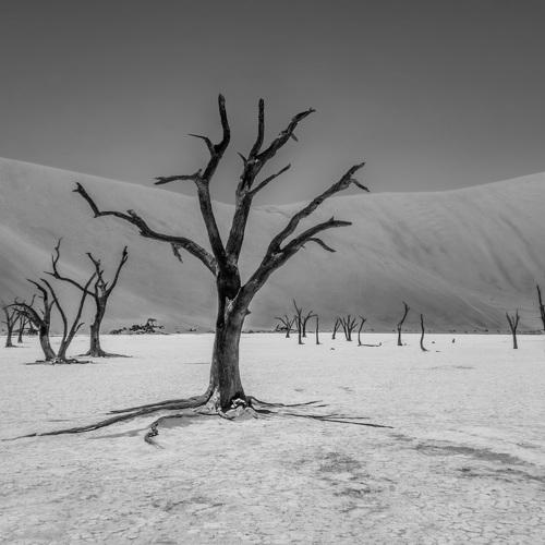 Dead Nature at Deadvlei