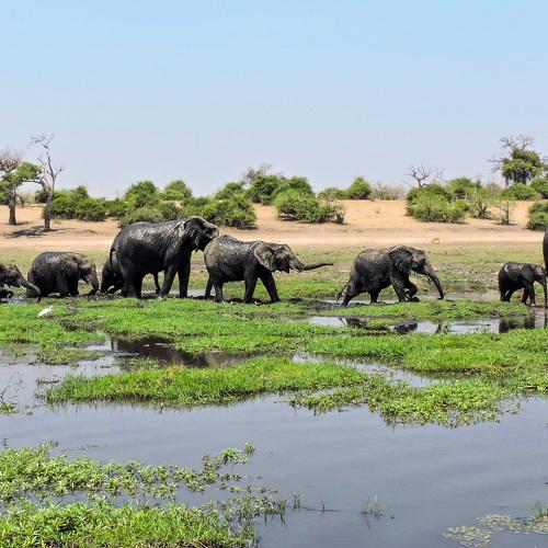 Elephant Crossing
