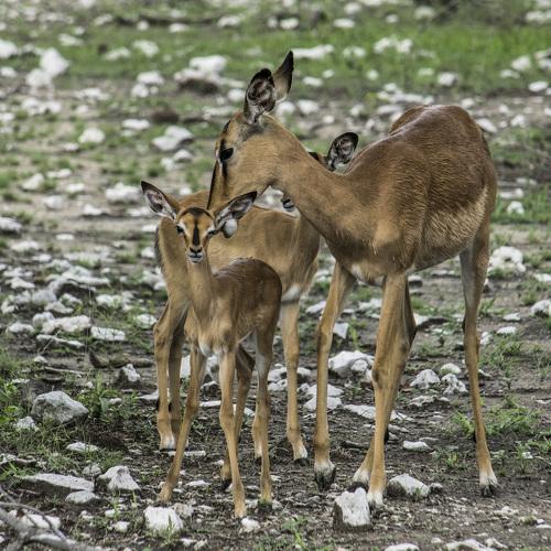 Impalas at Etosha