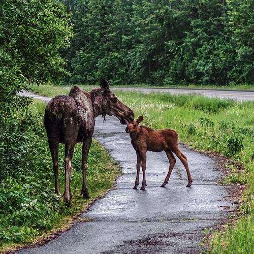 Mother moose caressing its calf