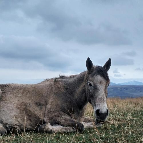 Sad horse