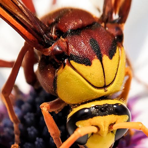 Macro of a Hornet