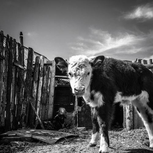 Cow in small village