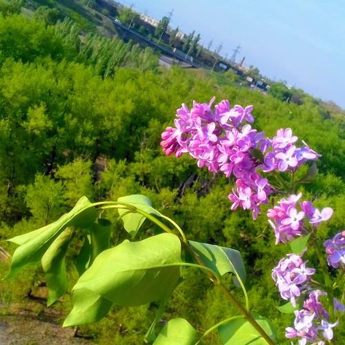 Жизнь, как эта сирень.