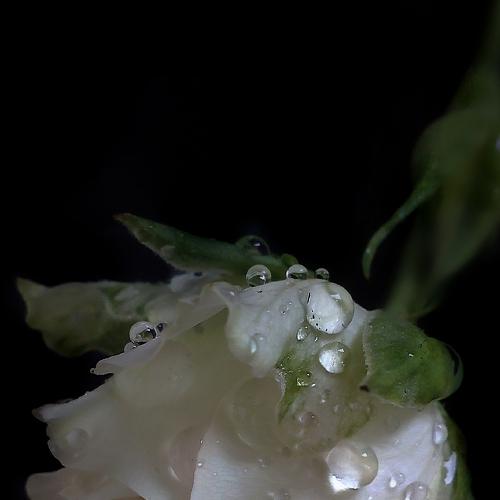 Floral tenderness
