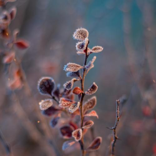 Salty branch