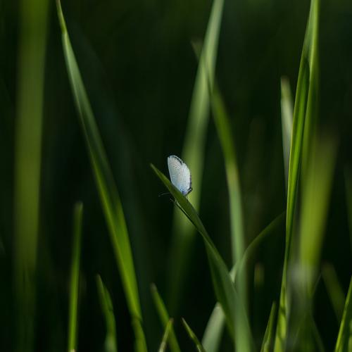 butterfly in the grass