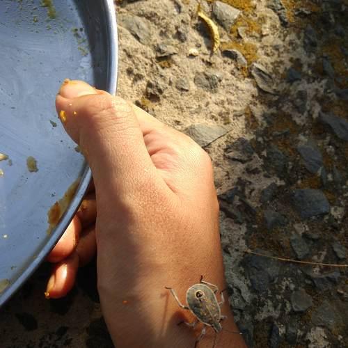 Insect