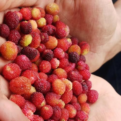 Wild berries...Gede kaafal