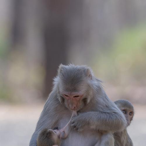 rufous makak monkey different behaviour