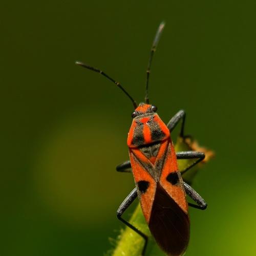 Macro