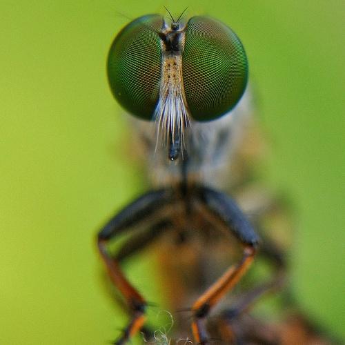 Macro