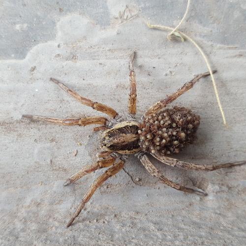 Spider