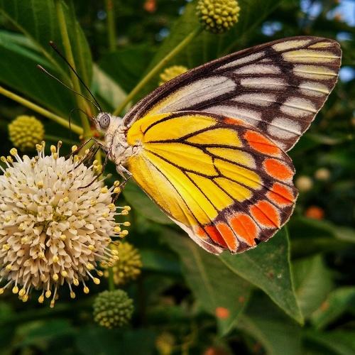 Butterfly on a flower