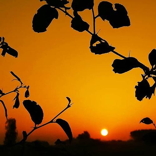 Sunset at Crops