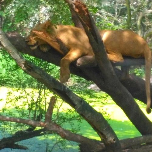 A Tiger lying on the tree
