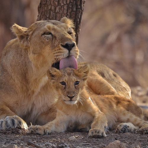 Asiatic lioness with cub