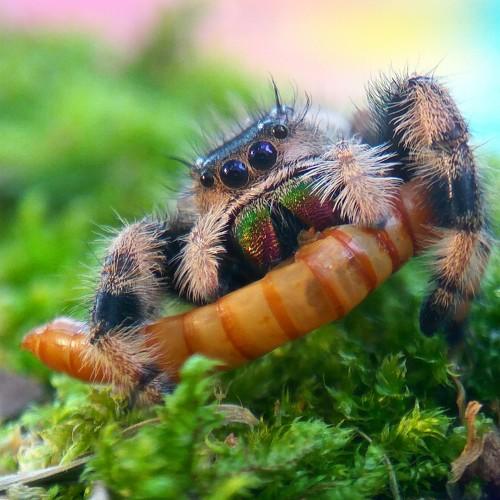 Spider