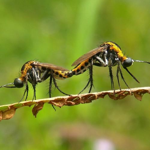 Toxophora