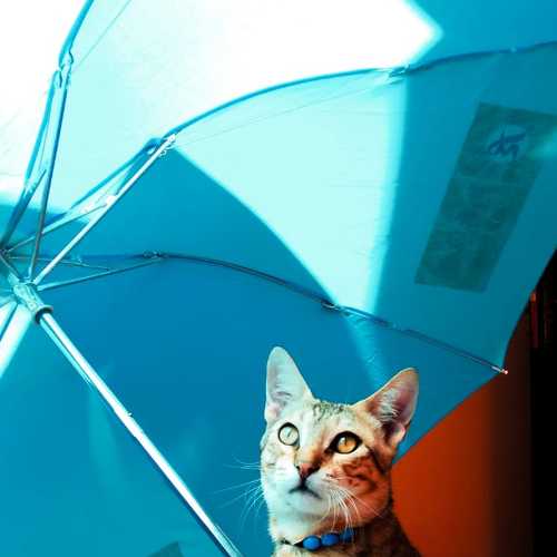Photo #3257523