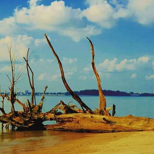 wood and the beach