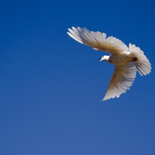 The Flying Bird