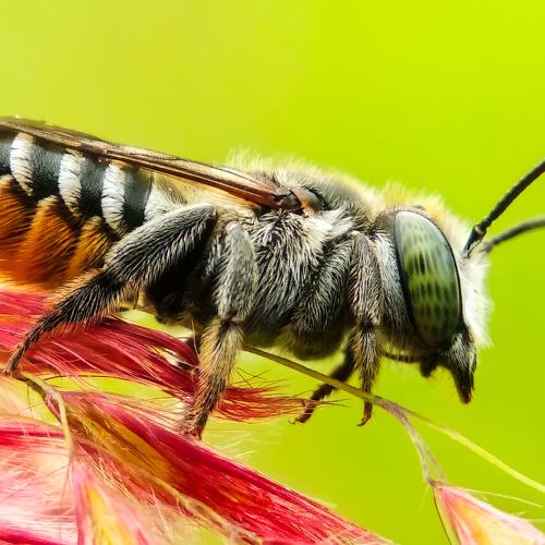 Leaf Catter Bee