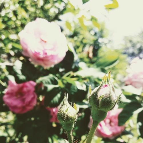 Little Pink Rose