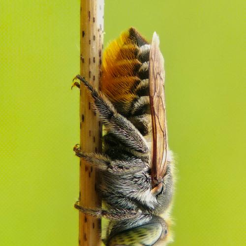 Leaf Catter Bee