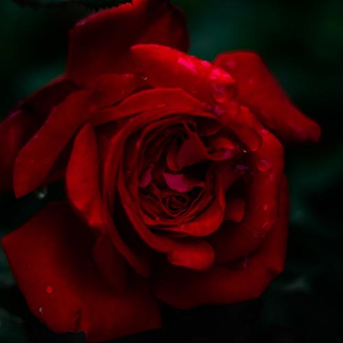 Juicy rose