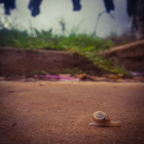 A little snail in a big world