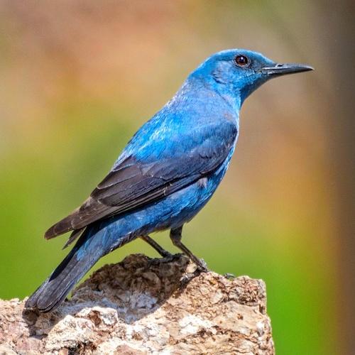 Blue Rock Thrush