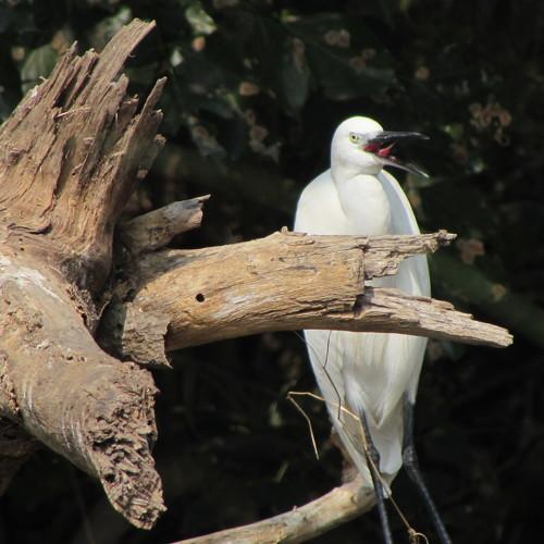 Egret