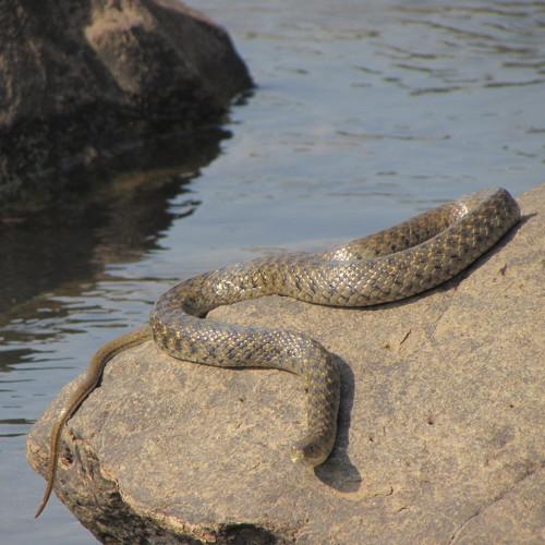 Keel back snake