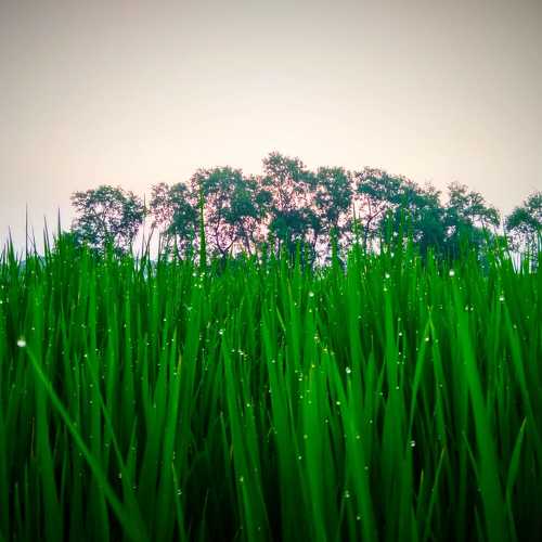 Nature's drops