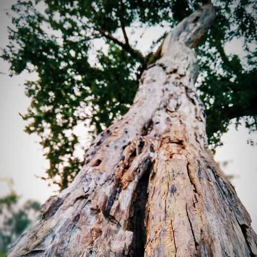 Dead nature beauty