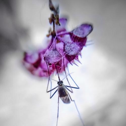 Macro shot