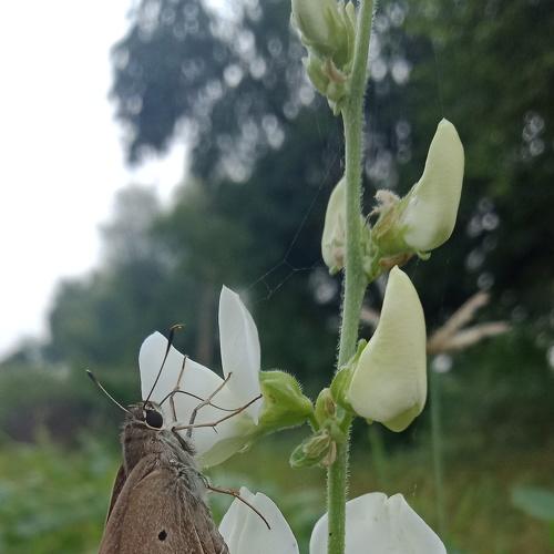 Honey eating butterfly