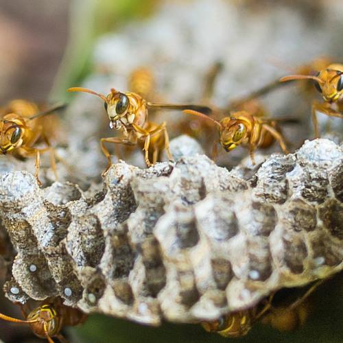 Wasp Insect